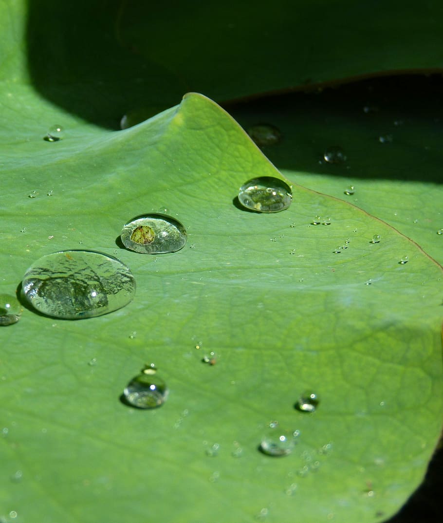 Lotus Effect, Drip, Water, Structure, raindrop, transparent, beaded, run off, wet, drop of water