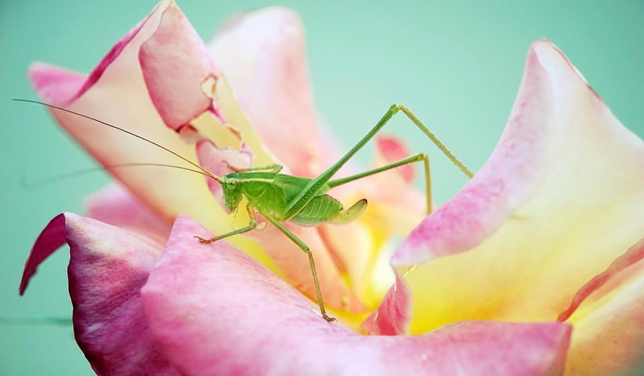 katydid, rose, flower, insect, flowering plant, close-up, animal wildlife, beauty in nature, invertebrate, plant
