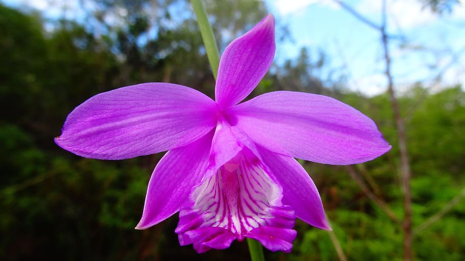 orchid, flower, plant, purple, purple orchids, garden, purple flower, lilac orchid, beauty, ornamental plant