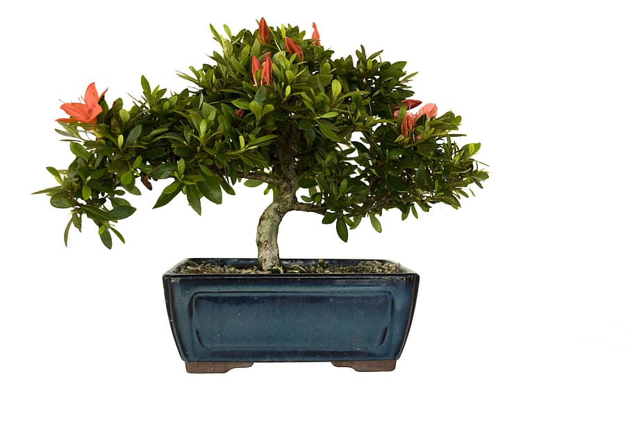bonsai, azalea, plant, leaf, flowers, green, blue, square, pot, white background