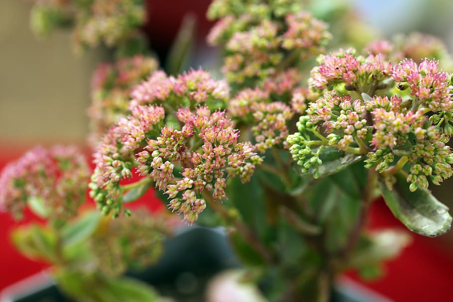Sedums, pink petaled flowers, flower, flowering plant, plant, vulnerability, beauty in nature, freshness, fragility, growth
