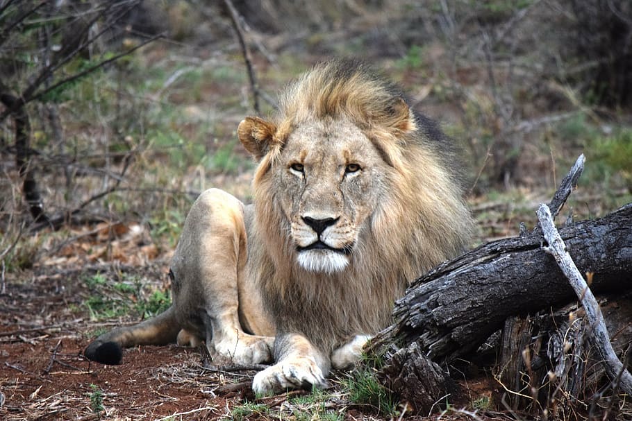 lion, laying, ground, african, face-on, safari, animal, king, male, predator