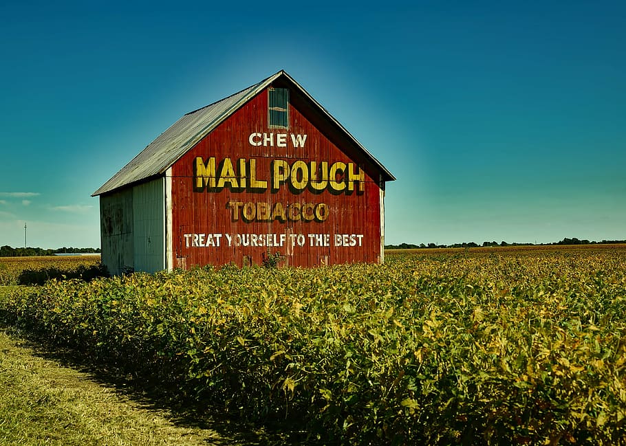 brown, chew, mail pouch, shed, field, plants, mail pouch tobacco, barn, farm, soybeans