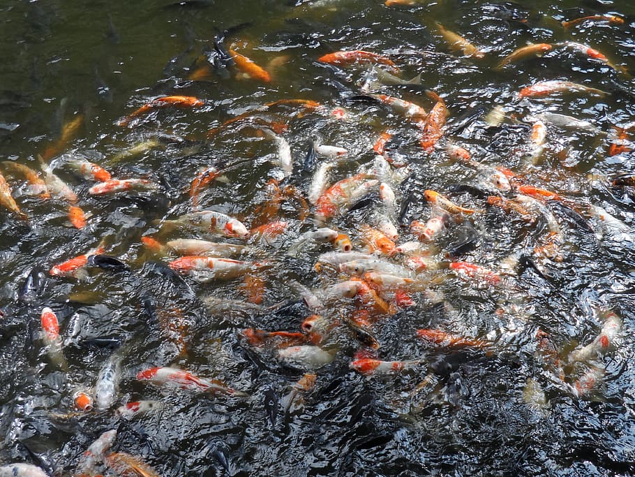 Goldfish, Pond, Koi, Swim, Fish, large group of animals, koi carp, animals in the wild, animal themes, nature
