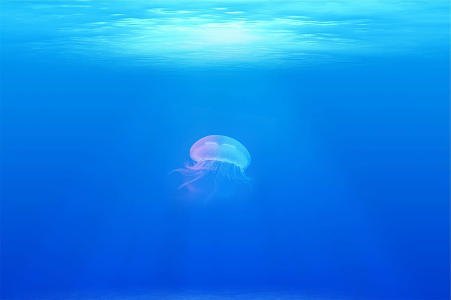 jellyfish, ocean, ], under water, sea, underwater, swimming, sea life, one animal, animal themes