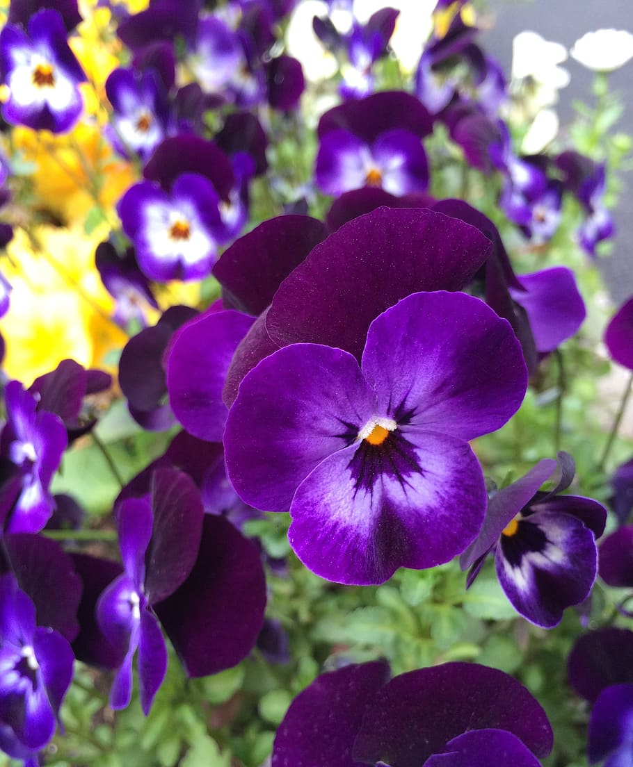 pansy, flowers, purple, yellow, brilliant, japan, flowering plant, flower, plant, beauty in nature