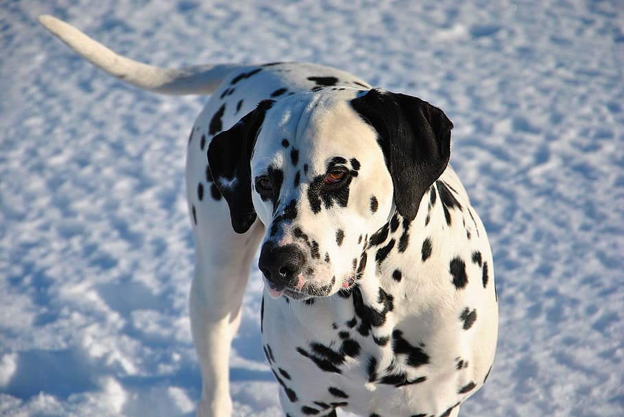 pet, dog, dalmatian, animal, canine, domestic, snow, winter, one animal, dalmatian dog
