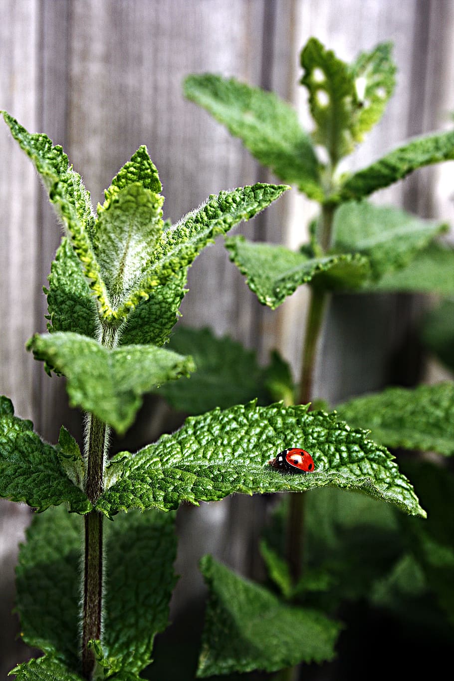 selective, focus photography, red, ladybug, leaf, mint, peppermint, moroccan mint, tee, insect