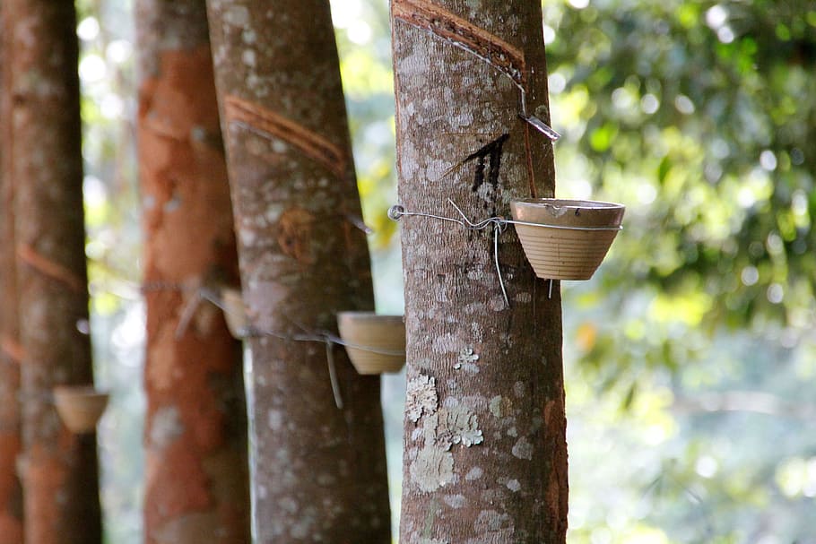 cups on tree, Resin Extraction, Tree Bark, resin, tree, rubber extraction, tree trunk, day, outdoors, nature