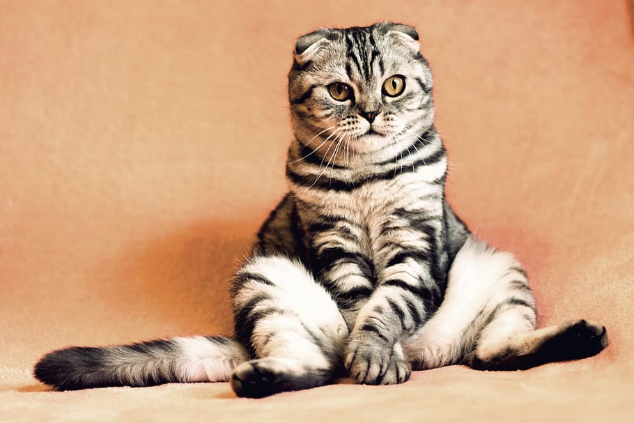 short-coated, white, gray, cat, shotlanskogo, fold, kitten, pets, british cat, animals