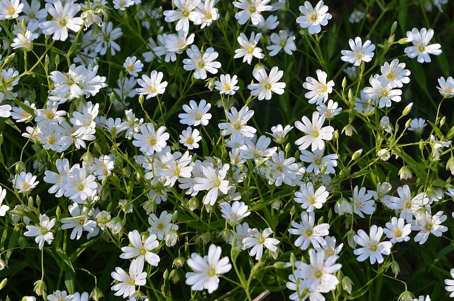 Flowers, White, Stellar, flower, nature, plant, daisy, summer, green Color, springtime