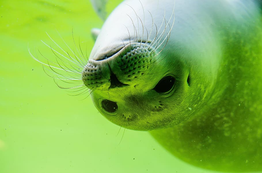 seal on aquarium, crawl, seal, north sea, white robbe, seal baby, swim, water, sea, sea lion