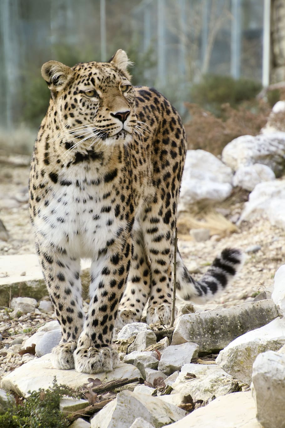 leopardo, rocoso, superficie, durante el día, leopardo persa, retrato de cuerpo entero, retrato, cerrar, ver, cara