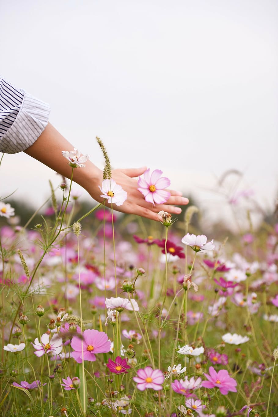 person, touching, pink, cosmos flowers, daytime, woman, extending, right, hand, field