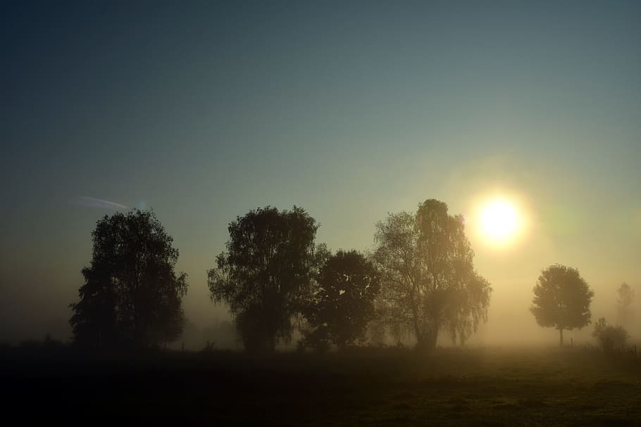 silhouette tree, golden, hour, fog, landscape, nature, morning mist, morgenstimmung, mood, sunrise