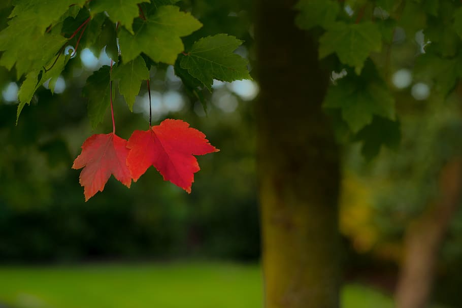 red, green, maple, leaves, closeup, photography, lonely, leafs, alone, season
