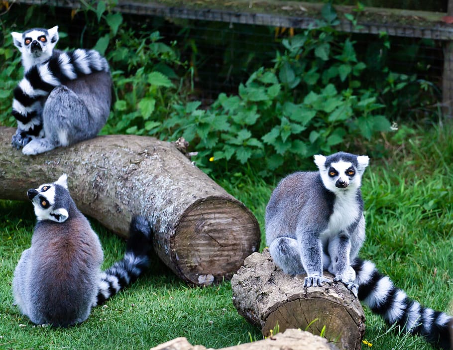 ring tailed lemur, black and white lemur, lemur eating, lemur food, madagascar, lemur, zoo, mammal, striped, monkey