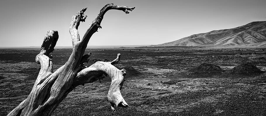 Old, Tree, Craters, Moon, NP, Idaho, grayscale photography of driftwood, nature, sky, land