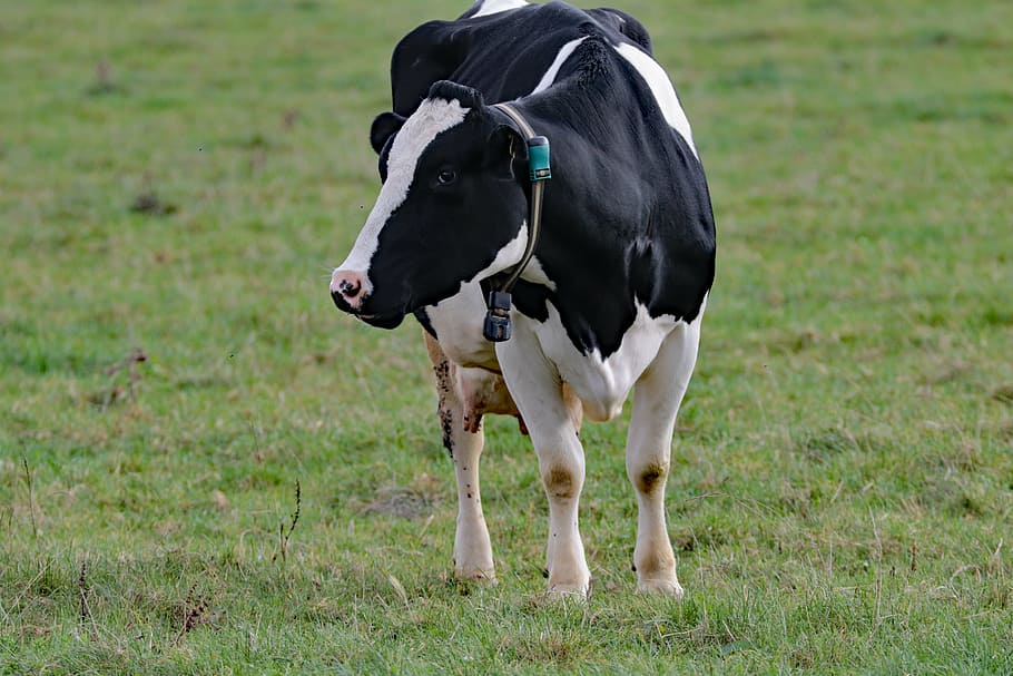 cow, milk, farm, animal, dairy, cattle, agriculture, mammal, grass, farming