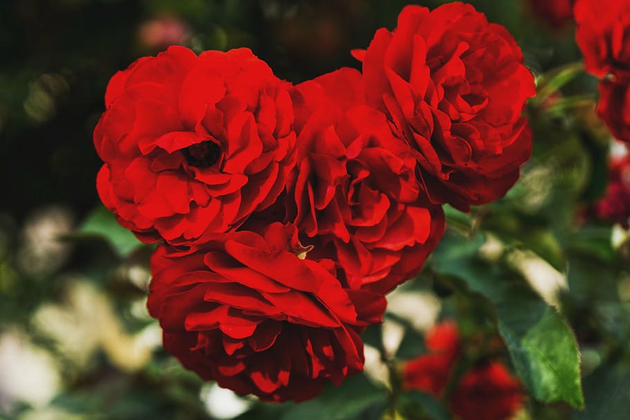 selective, focus photography, red, roses, flower, petal, bloom, garden, plant, nature