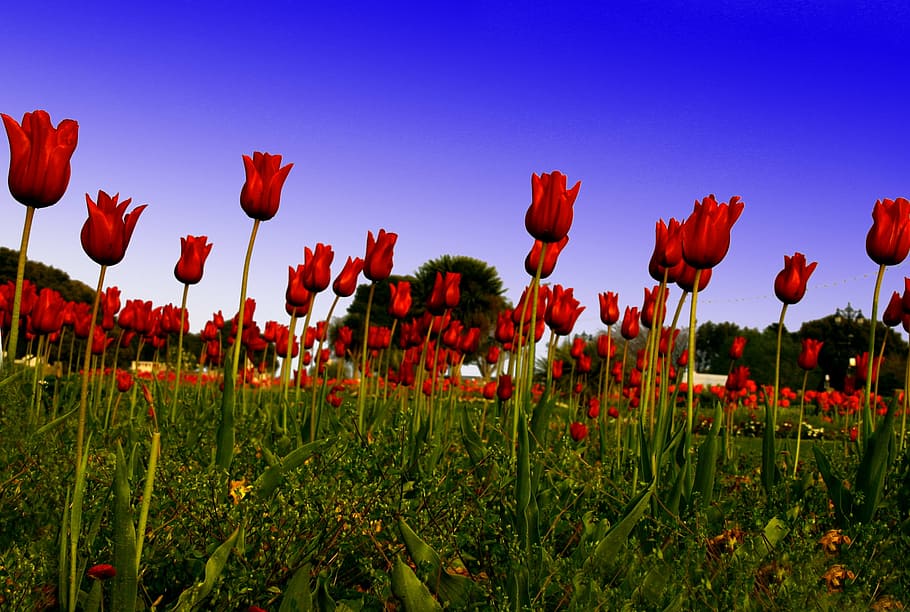 red tulip, field, green, flower, england, colour, power, emotion, love, bloom