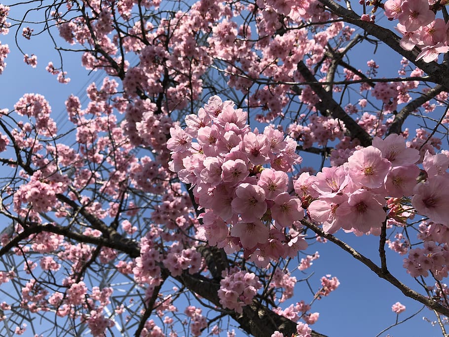 cherry blossoms, japan, sakura, natural, pink, spring flowers, japan flower, views of japan, flowering plant, flower