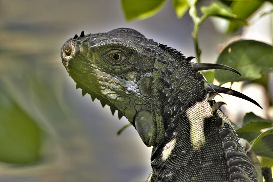 iguana, lagarto, dragão, ocultação, perfil, verde, olhos, escamoso, iridescente, esporas