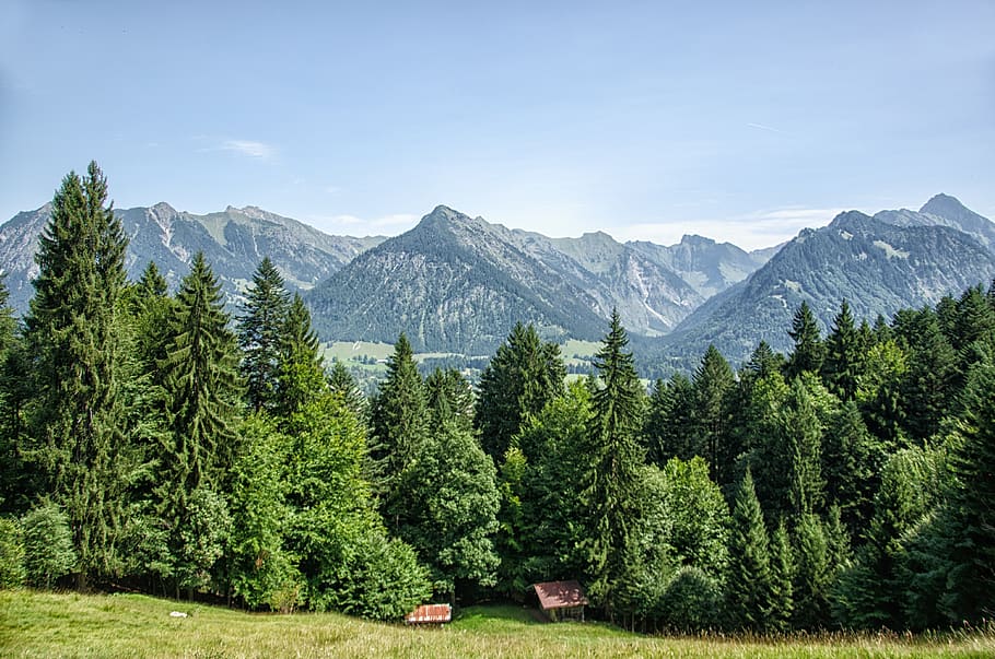 allgäu, oberstdorf, pegunungan, hutan, pohon, bavaria, musim panas, cemara, menanam, gunung