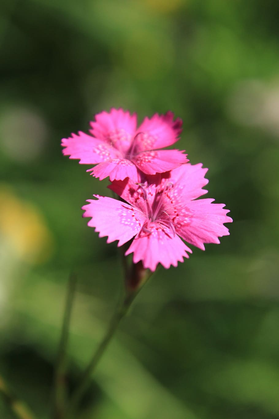Carnation, Caryophyllaceae, Dianthus, flowers, pink, wildflowers, plants, flower, fragility, pink color