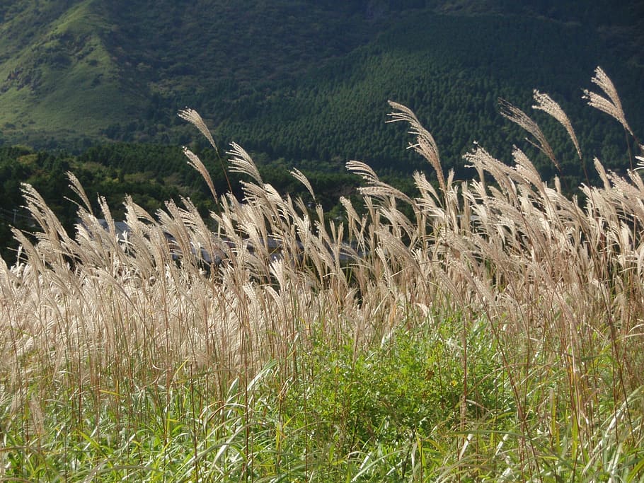 hierba plateada japonesa, otoño, montaña, planta, natural, colina, paisaje, naturaleza, hierba, verano