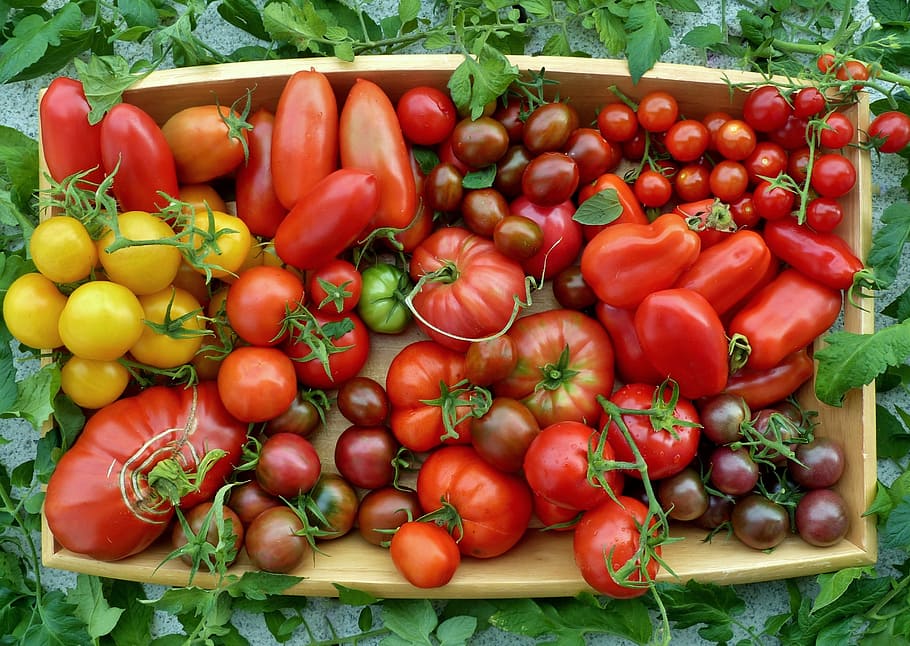 tomato selection, tomatoes locations, tomatoes from the balcony, vegetable,  food, food and drink, healthy eating, red, tomato, wellbeing | Pxfuel
