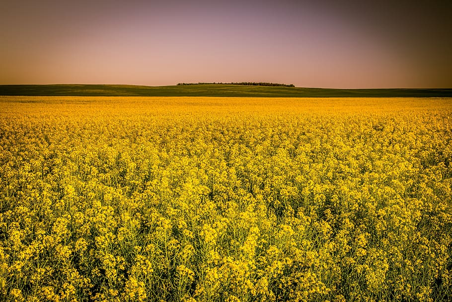 canola field, rapeseed, yellow, flowers, agriculture, canola oil, plant, landscape, summer, mood