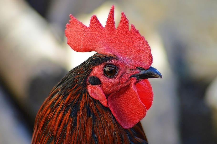 selective, focus photography, rooster, cock, poultry, backyard, hen, nature, crete, beak