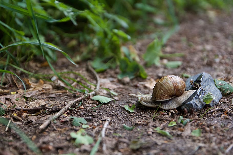 snail, nature, mollusk, shell, animal, garden, slowly, close, housing, snail shell
