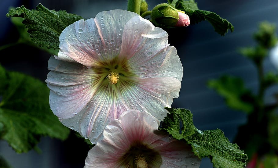 Hollyhock, white hibiscus flowers, freshness, growth, vulnerability, flower, flowering plant, fragility, plant, petal