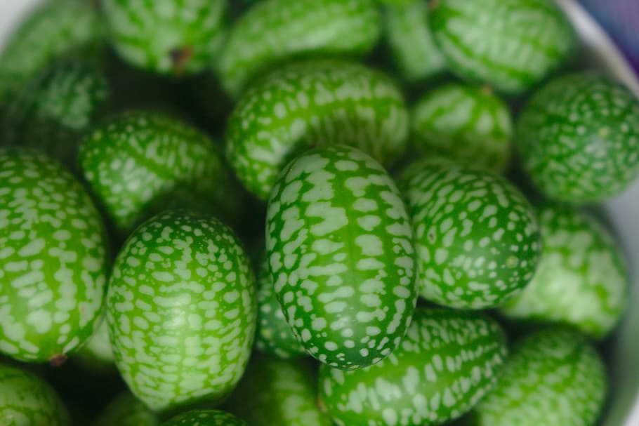 gherkin, tiny, small, mexican sour gherkin, melothria scabra, cucamelon, cucumber, green, vegetable, natural