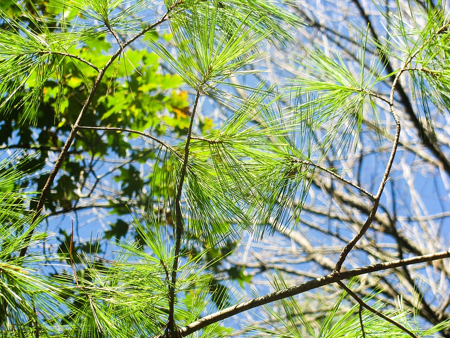pines, leaves, green, branches, tree, plant, growth, green color, leaf, beauty in nature