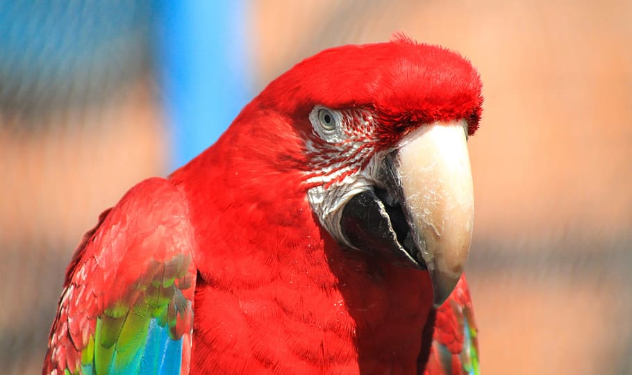 Macaw, Feather, Pen, feathered, madárféle, ovipositor, beak, zoo, animal, bird