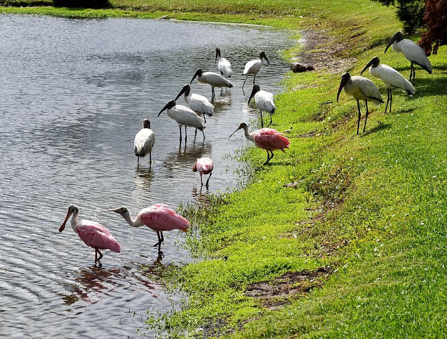 wood storks, spoonbill, birds, waterbirds, wading, wildlife, tropical, avian, florida, usa