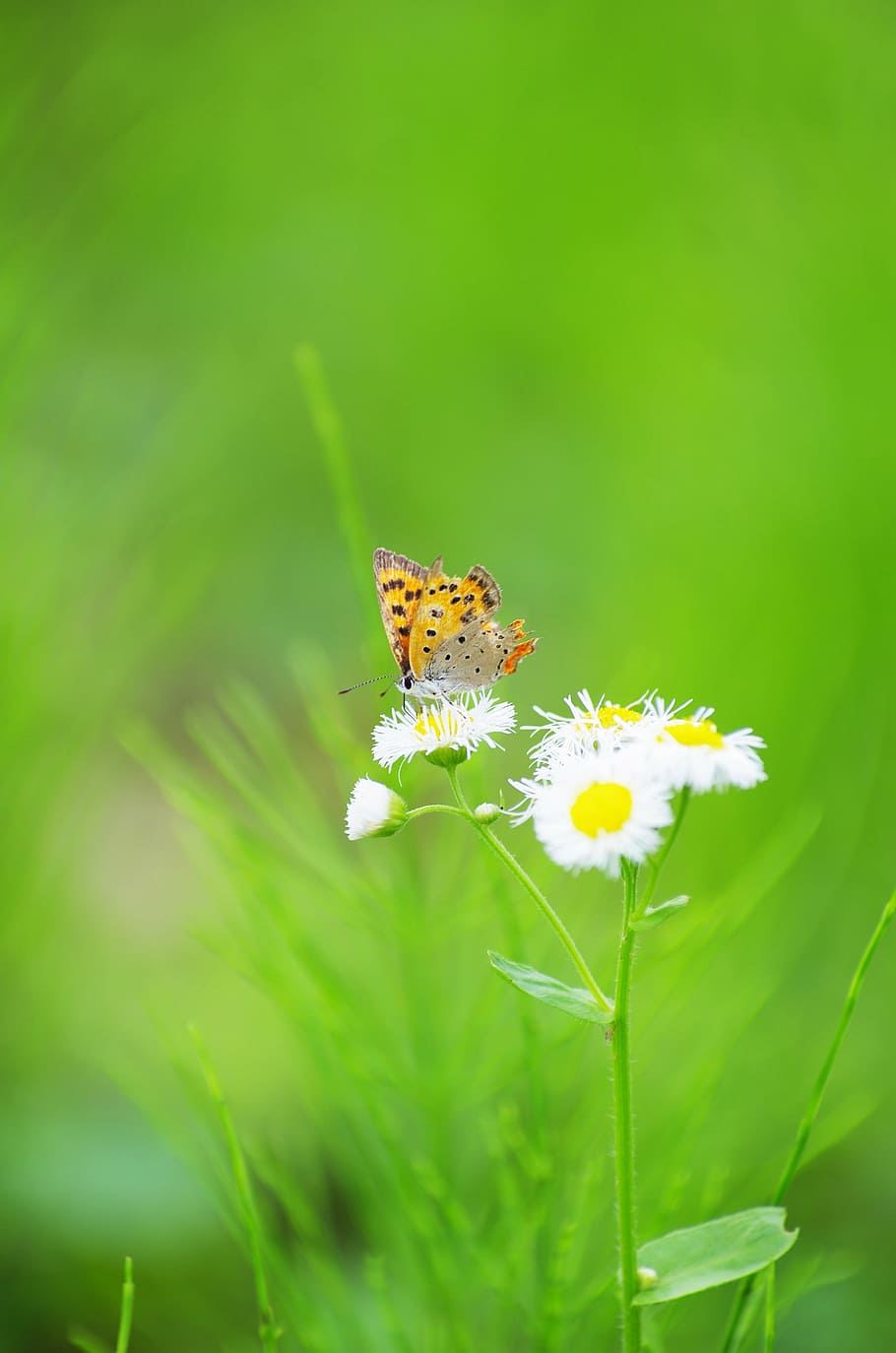selective, focus photography, brown, butterfly perching, white, flower, butterfly, flowers, dandelion, bug