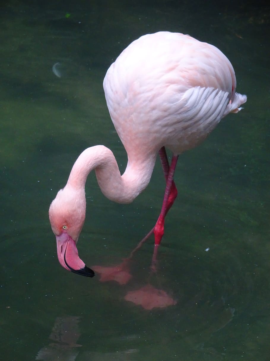 flamingo, pink, pink flamingo, bird, eat, tropical, bill, plumage, water bird, graceful