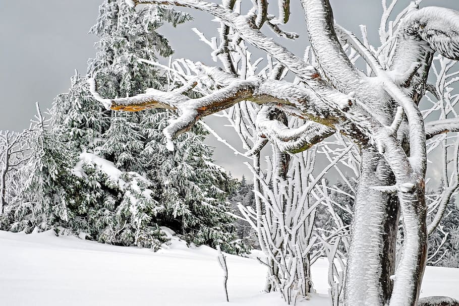 putih, coklat, ilustrasi pohon, musim dingin, dingin, salju, sihir salju, pohon, pohon musim dingin, embun beku