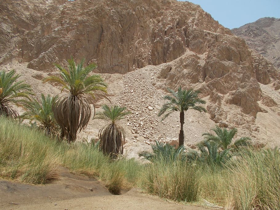 Nature, Oasis, Kini, Egypt, Landscape, oasis kini, palm trees, desert, palm tree, arid climate