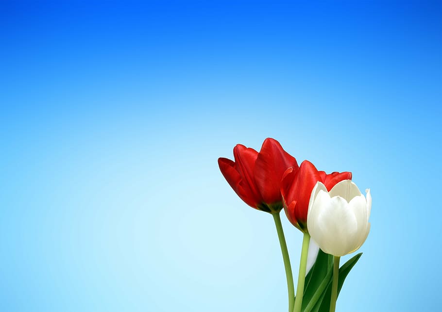 três, vermelho, branco, flores tulipa, tulipas, primavera, estética, estético, tela de fundo, azul