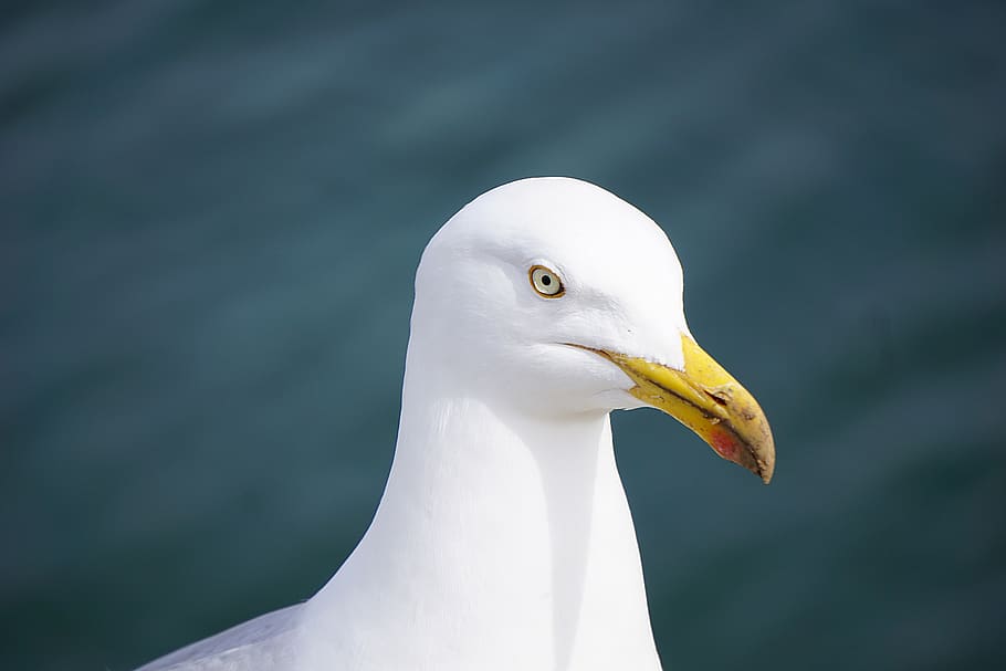 animal, bird, seagull, white, eye, head, feather, beak, bill, rostrum
