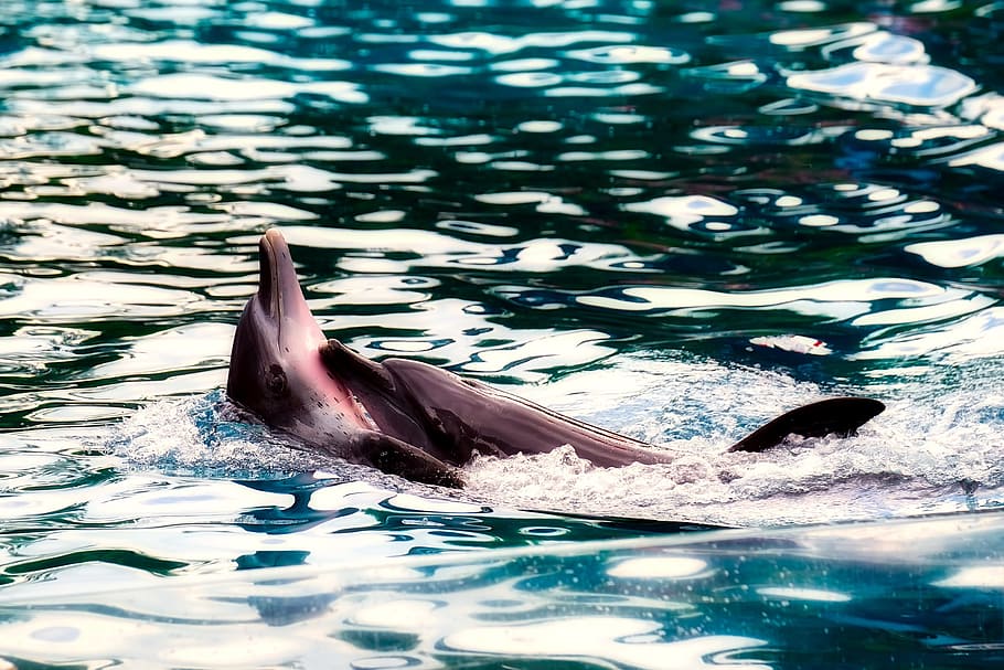 dolphin, water, porpoise, sea, ocean, mother, child, riding, swimming, mammal