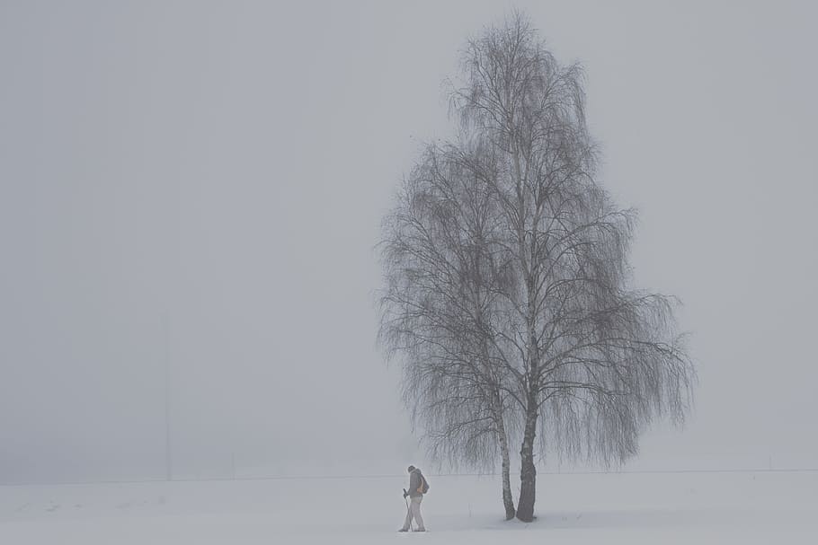 fog, birch, winter, snowshoeing, trees, mood, slurry, loneliness, weather mood, cold temperature