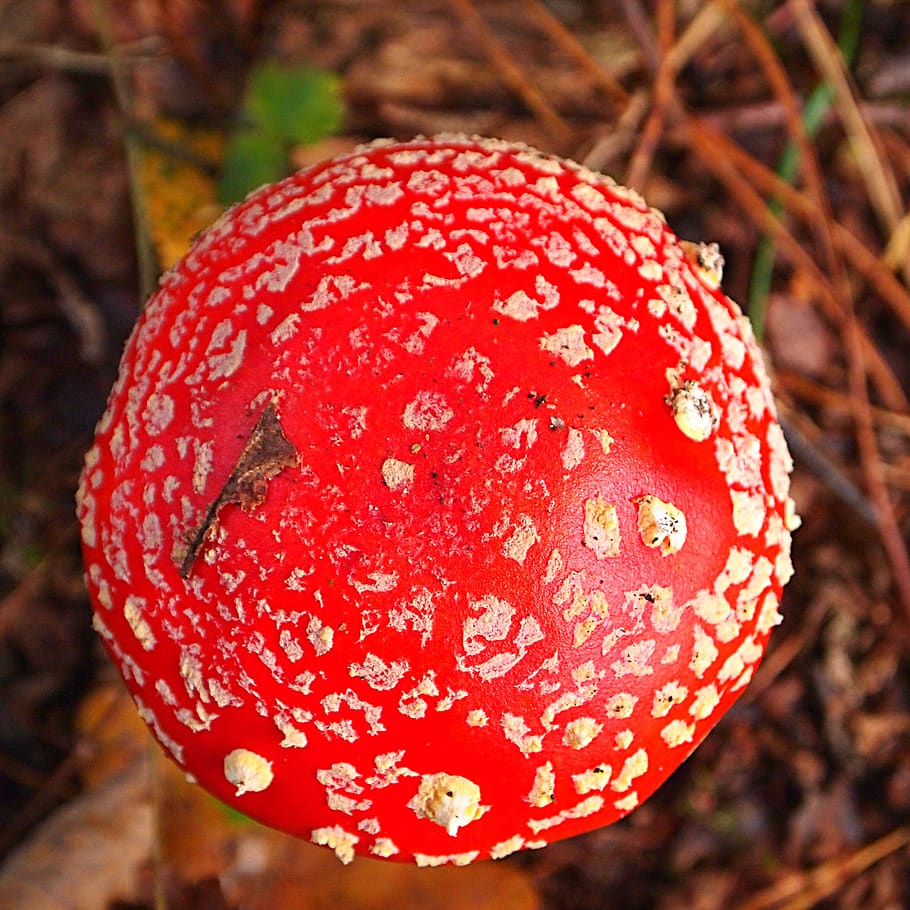 mushroom, top view, red with white dots, toxic, forest, autumn, nature, agaric, red, close-up