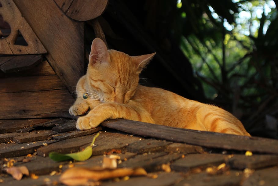 gato laranja dormindo, gato, felino, animal, animal de estimação, bonito, doméstico, gato adormecido, adorável, peludo