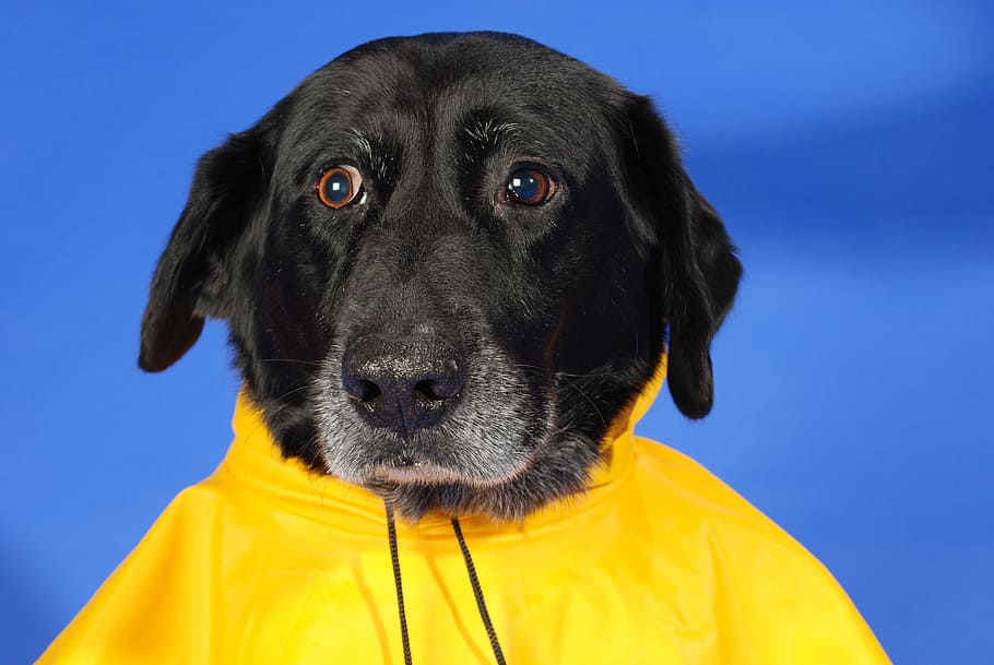 adult, black, labrador retriever, showing, yellow, top, dog, dog in raincoat, rain, coat